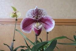 paph.Coral Reef 'Rurico'