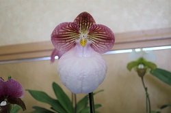 paph.micranthum