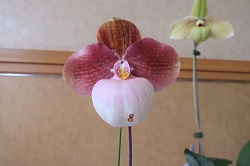 paph.Liberty Taiwan