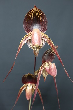 paph.wossner black wings