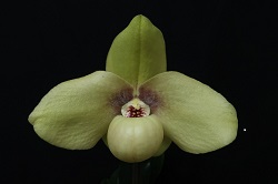 paph.hangianum