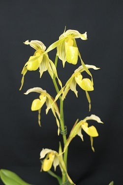 paph.kolopakingii f album 'Haru,