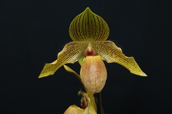 paph.In-Charm Golden 'Chen Samu (SM.TPS),