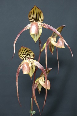 paph.Hung Sheng Eagle×anitum 'Saga,