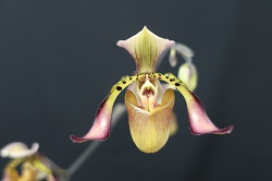 paph.richardianum 'Yashima,