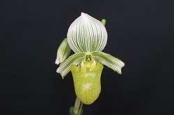 paph.hennisianum var christiansenii 'Yorozu,