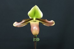 paph.masteysianum 'Tskuba Saprise,