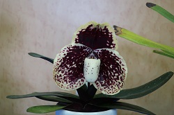 paph.leucochilum 'Haru Black'