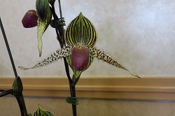 paph.Lebeau