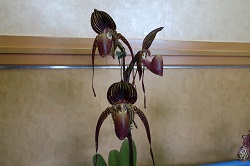 paph.wossner black wings '*'