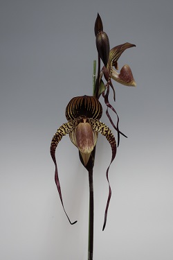 paph. Bouilly Port × anitum‘East River’
