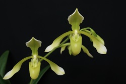 paph.haynaldianum var alba‘Miho’