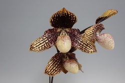 paph.Hung Sheng Tango‘Saga’