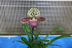 paph.henryanum‘Kashiwa’