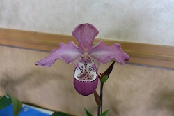 phrag.kovachii × boiserianum