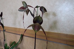 paph.wossner black wings