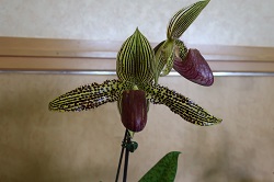 paph.Iantha Stage