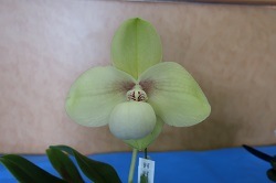 paph.hangianum