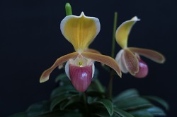 paph.helenae‘Yorozu’