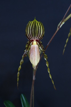 paph.glanduriferum var praestans‘Tamano’