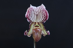 paph.fairrieanum‘Charade’