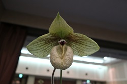 paph.malipoense‘Haru’