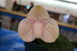 paph.bellatulum f. semi-alba