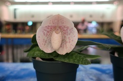 paph.bellatulum f. semi-alba