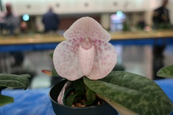 paph.bellatulum f. semi-alba