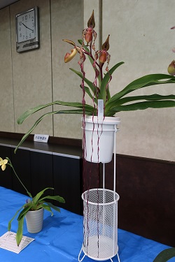 paph.sanderianum