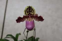 paph.henryanum