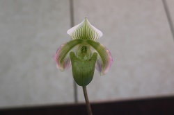 paph.bougainvilleanum