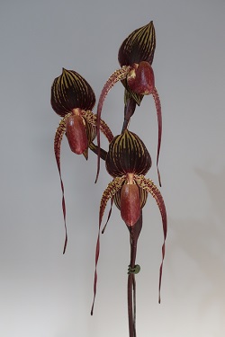 paph.wossner black wings‘Black Bull’