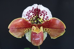 paph.Millennium‘Owl’