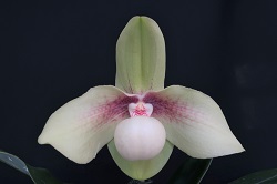 paph.hangianum‘Haru Beauty’