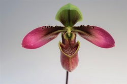 paph.hainanense‘Spinel Ruby’