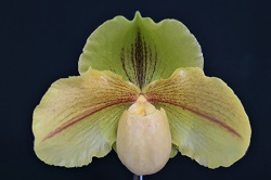 paph.Guenther Dankmeyer‘Psalm’