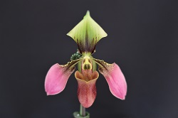 paph.amabile‘Yorozu’