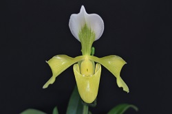 paph.villosum f album‘Yorozu’