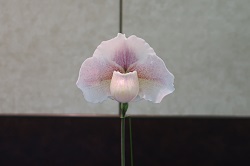 paph.Premium Magic