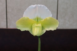 paph.Double Emerald