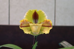 paph.Lippe Wunder‘Hiro’