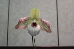 paph.Wossner Butterfly