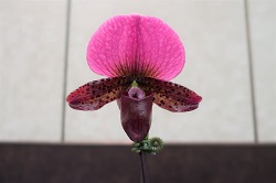 paph.Rosy Peacock‘Sky Hirosi’