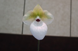 paph.Fanaticum‘Sonw White’