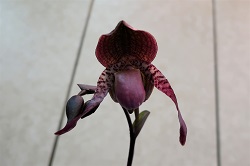 paph.glaucophyllum×anitum