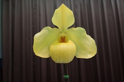 paph.Wossner China Moon‘Daruma’