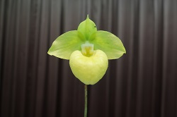 paph.Norito Hasegawa album‘Sunlight’