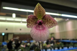 paph.Fanaticum‘Peach’