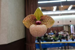 paph.Fanaticum‘Saturn’